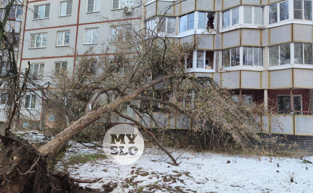 В Туле упавшее на девятиэтажку дерево повредило несколько лоджий