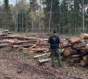 СК проверит жалобы о незаконной вырубке деревьев в Заокском районе