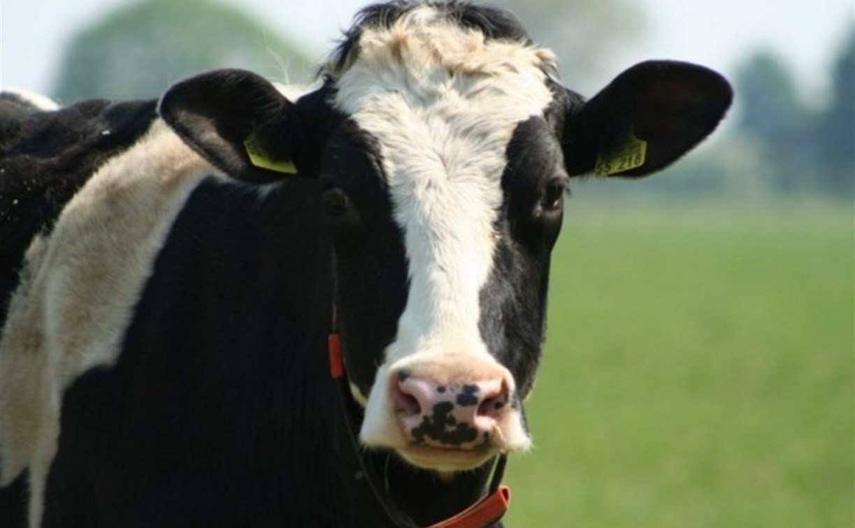 Жительница Тульской области украла корову