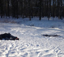 В Центральном парке нашли мертвого лыжника