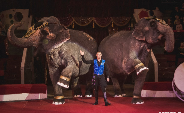 Большой Варшавский цирк выступит в Туле с программой «Шоу слонов»