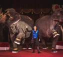 Большой Варшавский цирк выступит в Туле с программой «Шоу слонов»