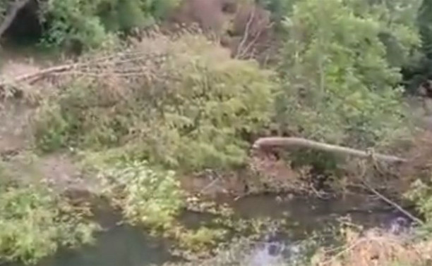 Туляки жалуются на вырубку деревьев на реке Бежка