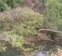 Туляки жалуются на вырубку деревьев на реке Бежка