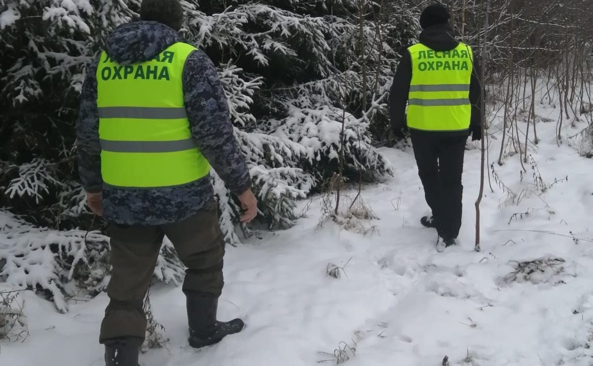 В Тульской области усилили охрану елей в преддверии новогодних праздников