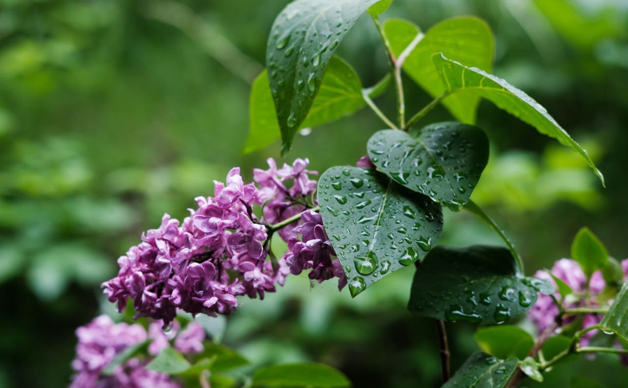 Погода в Тульской области 23 июня: грозовые дожди и до +26 градусов