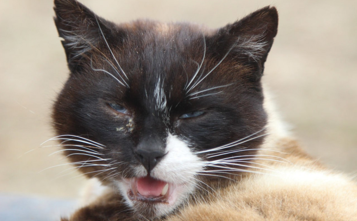 Погода в Туле 8 октября: без осадков и до 15 градусов тепла