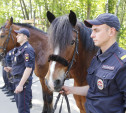 За безопасностью туляков в Центральном парке будет следить конный патруль