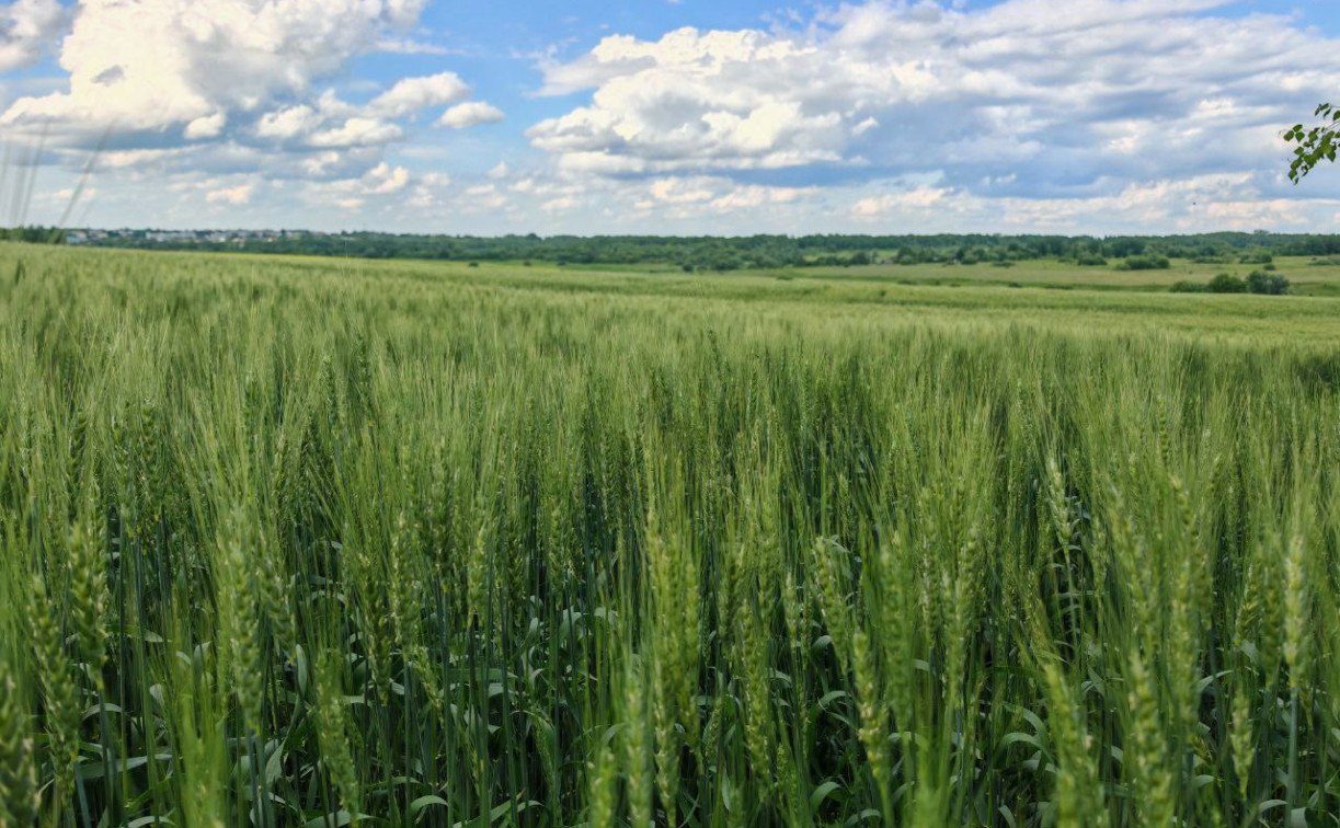 Тулякам напомнили, в каких случаях они могут лишиться земли