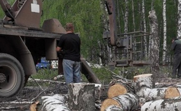 Частников, вырубивших 29 деревьев в берёзовой роще, оштрафовали