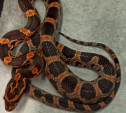 В июле в Тульском экзотариуме появились на свет более 100 змей