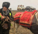 Сирийского шейха, который ведет Путину лошадь, обокрали в Тульской области