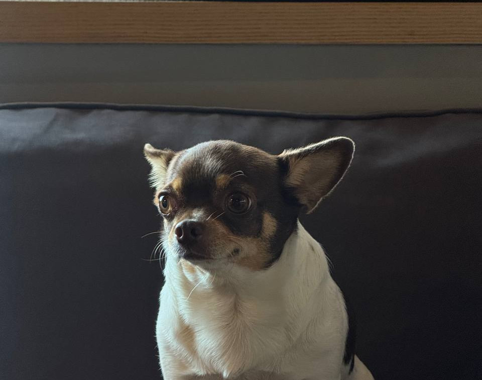 Больше не дог-френдли: в России могут запретить заходить в кафе, рестораны и магазины с собаками