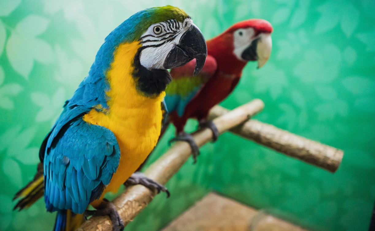 Выставка «Ручные и говорящие»: яркие ара, говорливые какаду и благородные попугаи