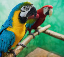Выставка «Ручные и говорящие»: яркие ара, говорливые какаду и благородные попугаи