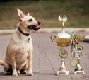 Тульская область примет Всероссийскую выставку собак