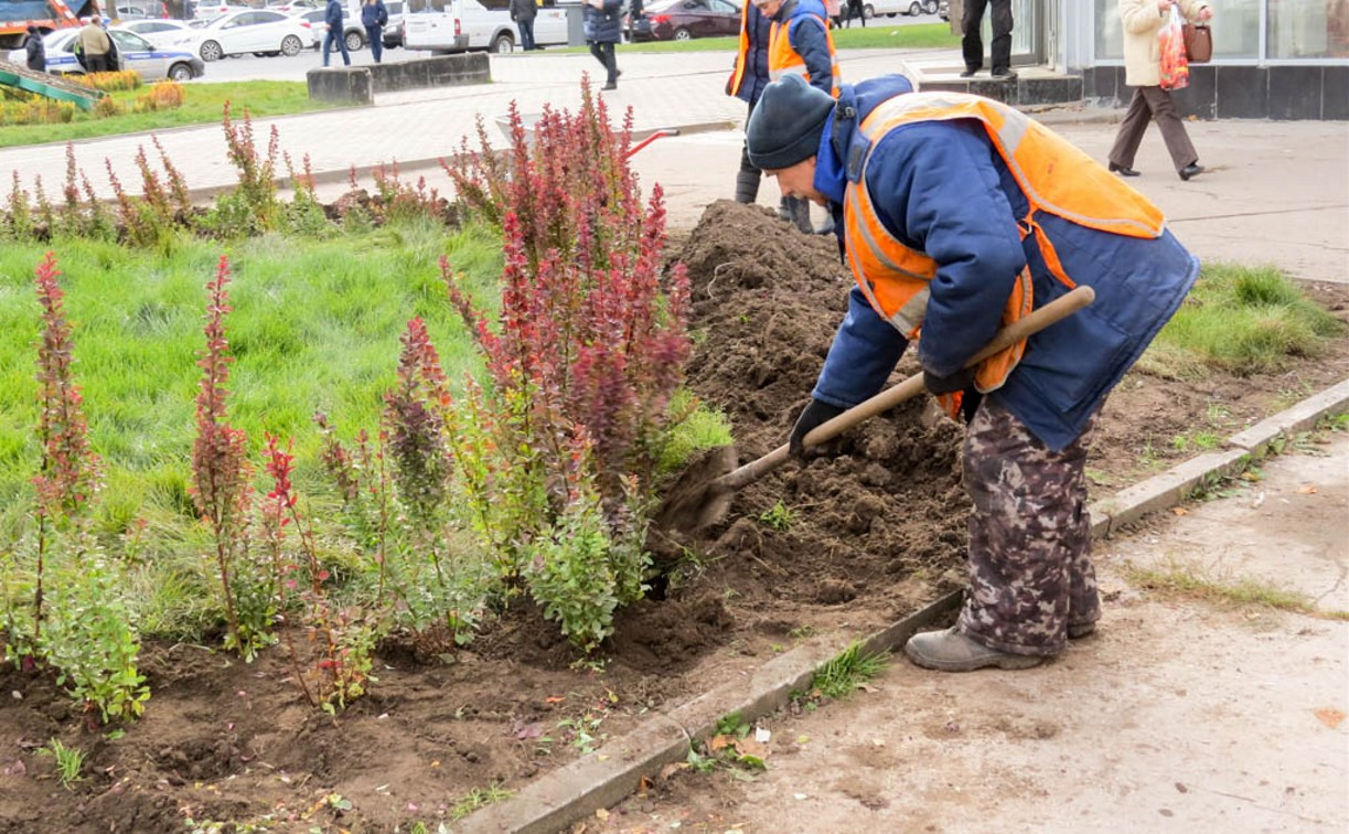 В центре Тулы высадят более 650 кустов барбариса