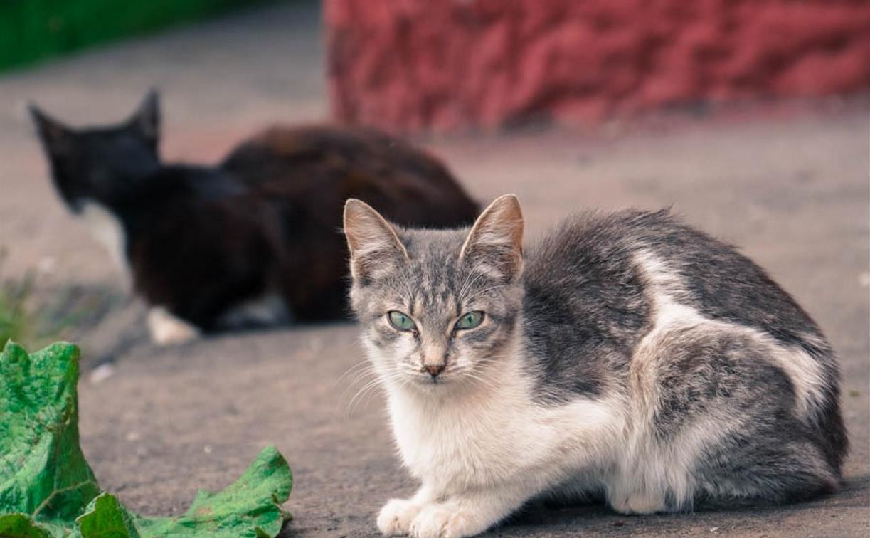 В Туле кот застрял в подвале дома — вытащить животное не могут шестой день