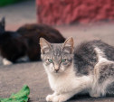 В Туле кот застрял в подвале дома — вытащить животное не могут шестой день