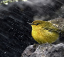 Погода в Туле 17 апреля: ветер, дождь и гололедица