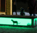 На площади Ленина появилась лавка с виртуальной кошкой