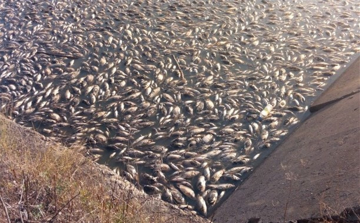 Названа причина массовой гибели рыбы в Кимовском районе