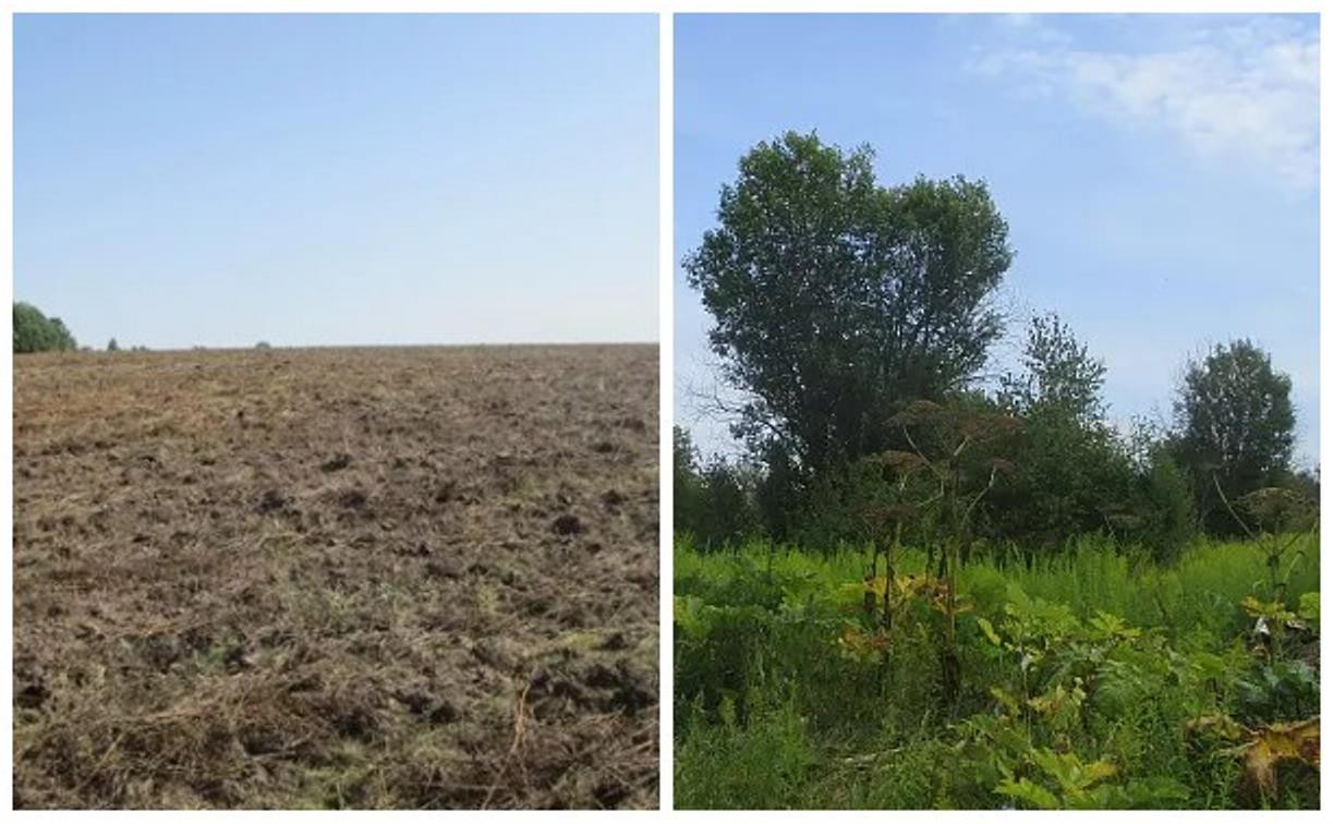 В Тульской области 1725 гектаров сельхозземель заброшены: участки могут изъять