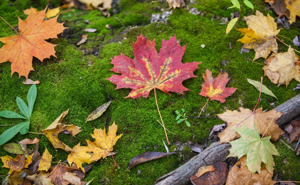 Погода в Туле 9 сентября: до +25 и без осадков