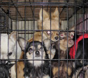 Калужская полиция просит опознать похищенных собак