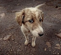 В Туле пройдет пикет против травли бездомных животных