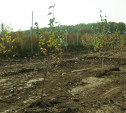 На территории бывшей свалки возле деревни Судаково высаживают деревья