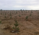 На месте свалки в Суворовском районе посадили сосны