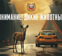 Госавтоинспекция напоминает тулякам о диких животных на дорогах