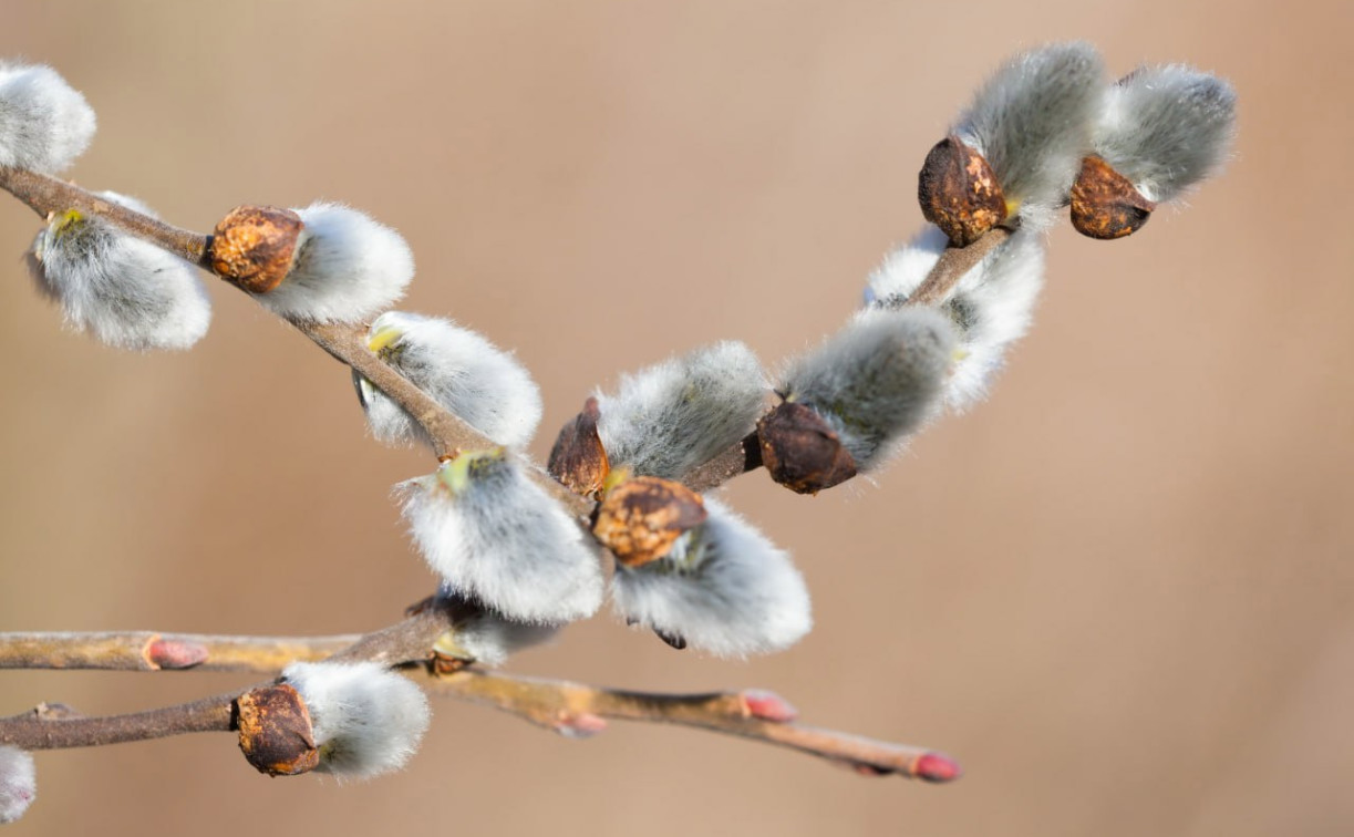 Погода в Туле 22 марта: будет солнечно и до +9 градусов