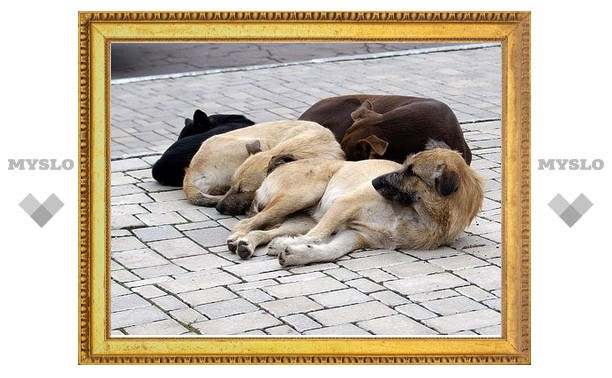 Пойманных в Болохове собак будут усыплять