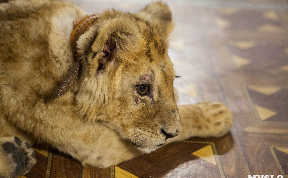 Организаторов зоовыставки, где показывали изможденного львенка, оштрафовали