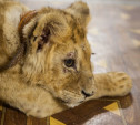 Организаторов зоовыставки, где показывали изможденного львенка, оштрафовали