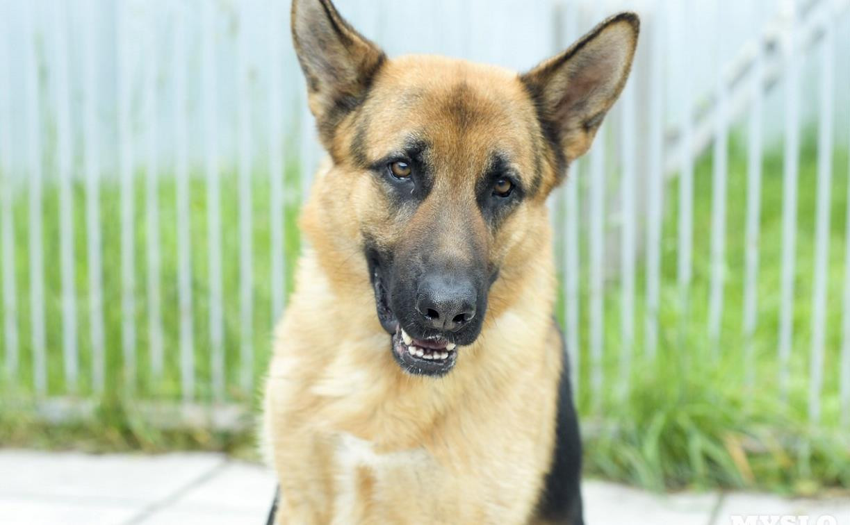 В Суворове ищут нового хозяина для полицейской собаки, списанной на пенсию