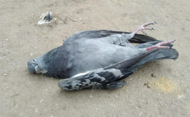 Массовая гибель птиц в Новомосковске: Трупы погибших голубей отправили на исследования