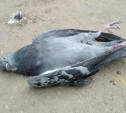 Массовая гибель птиц в Новомосковске: Трупы погибших голубей отправили на исследования