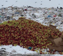 В Туле уничтожили 21 тонну польских яблок 