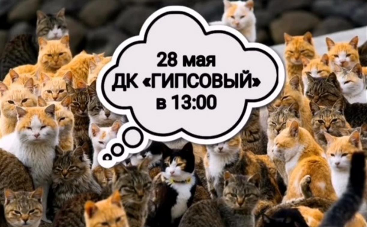 В Новомосковске пройдёт выставка кошек
