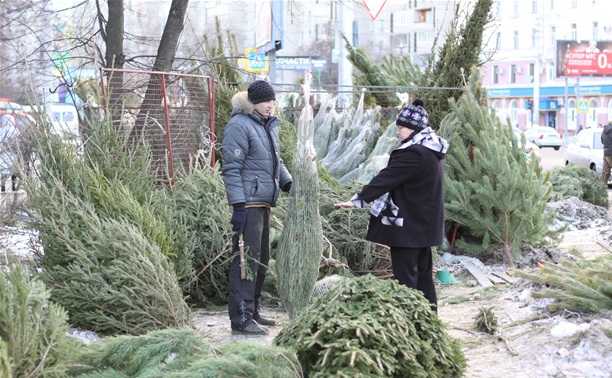 В Туле проверят елочные базары