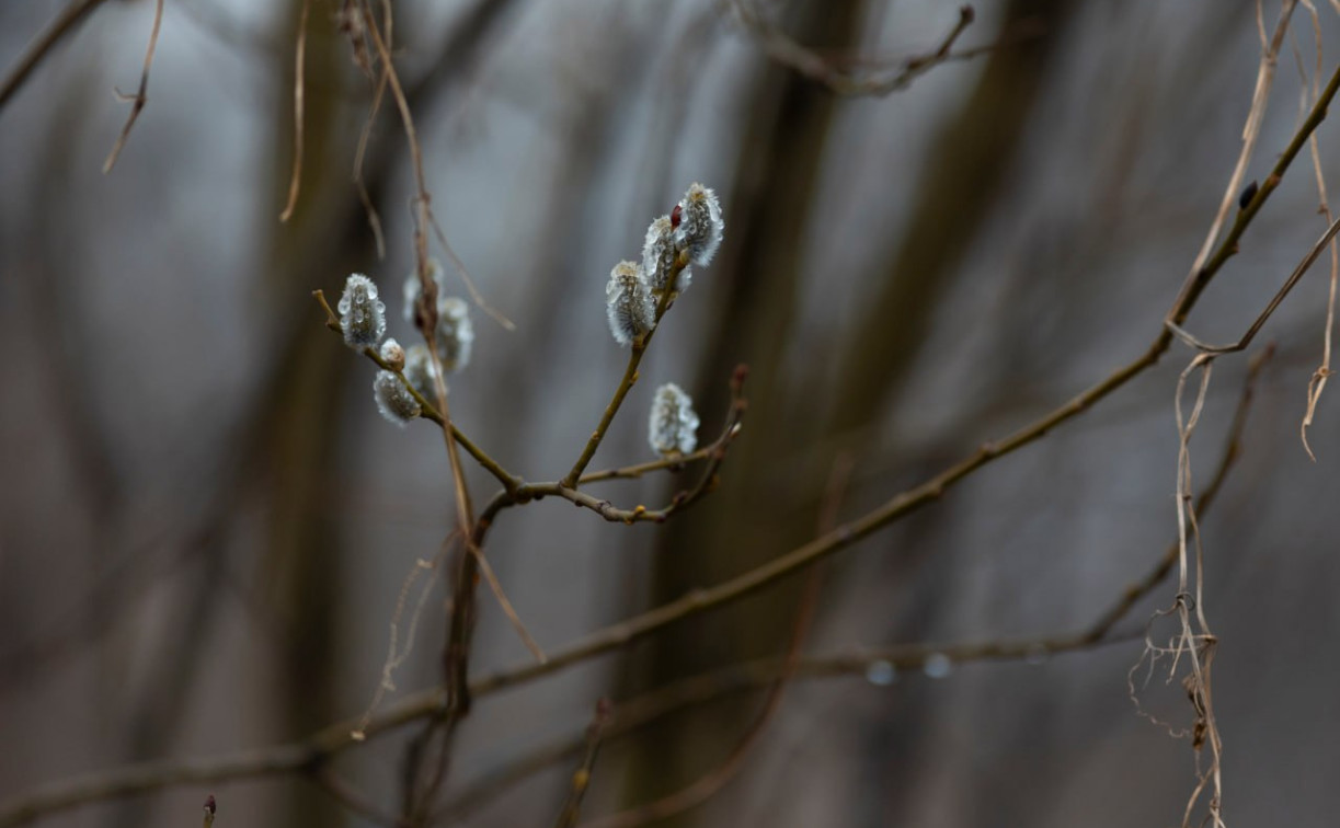 Погода в Туле 27 марта: до +10, возможен дождь