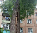 Туляк два года просит спилить аварийное дерево у жилого дома