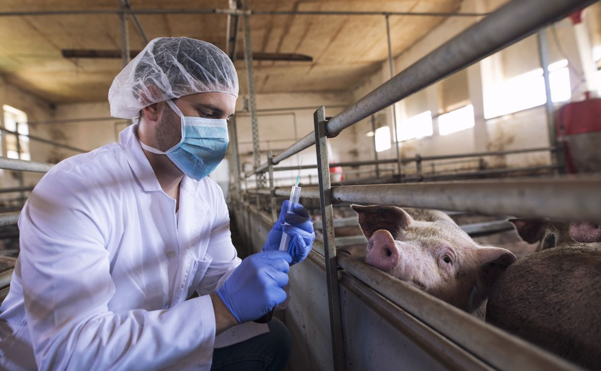 Африканская чума и птичий грипп: в Тульской области увеличат количество исследований