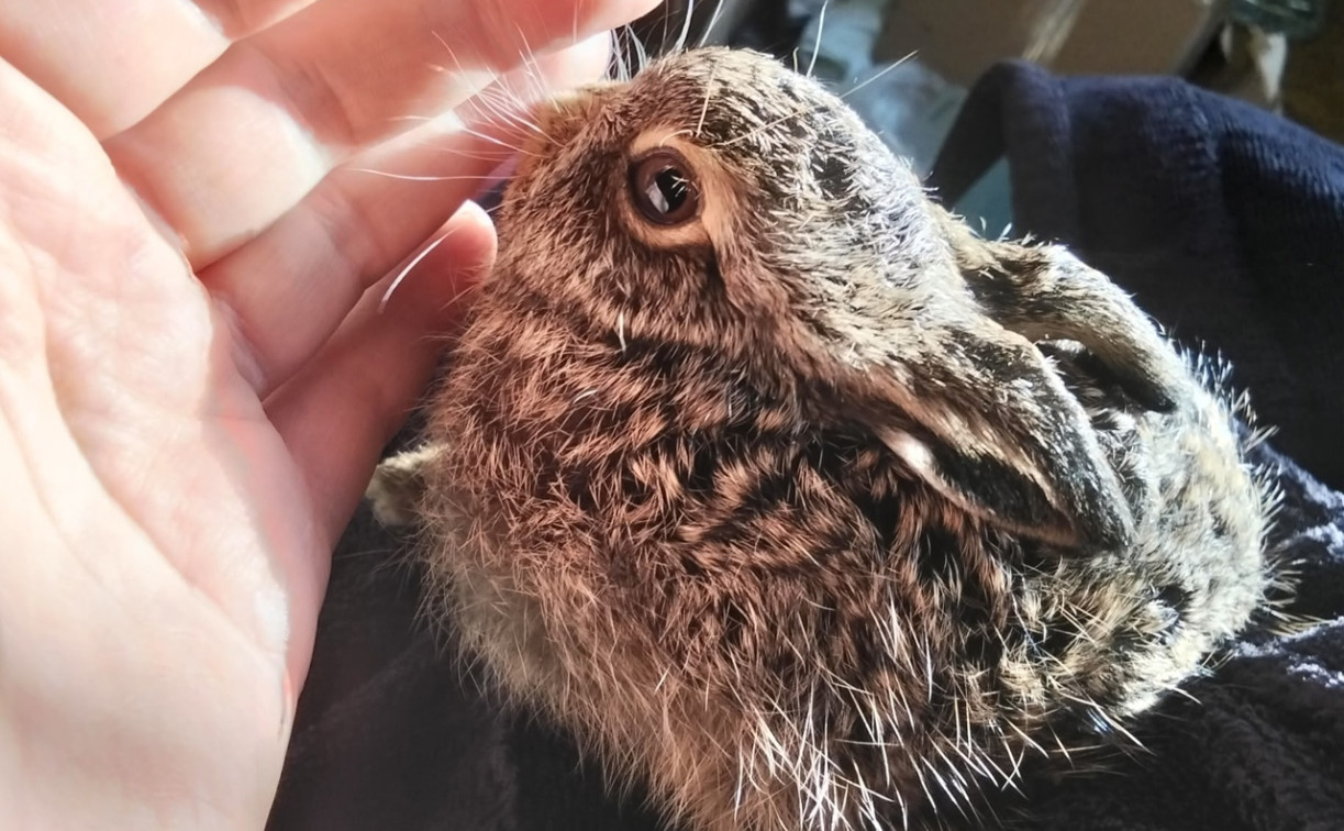 Тульские волонтеры спасли умирающего зайчонка