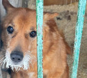 Приют «Любимец» благодарит туляков за помощь и просит взять животных на передержку в морозы