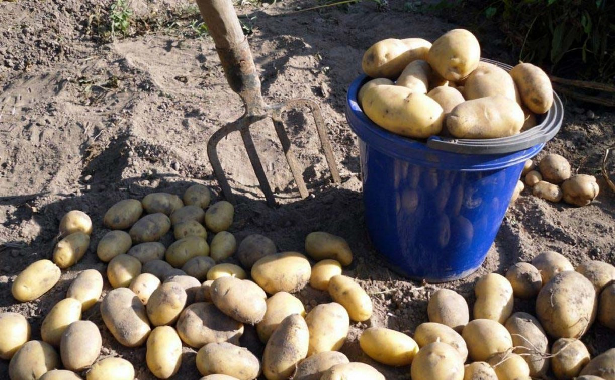 В Тульской области семейная пара пыталась украсть 100 кг картошки