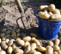 В Тульской области семейная пара пыталась украсть 100 кг картошки